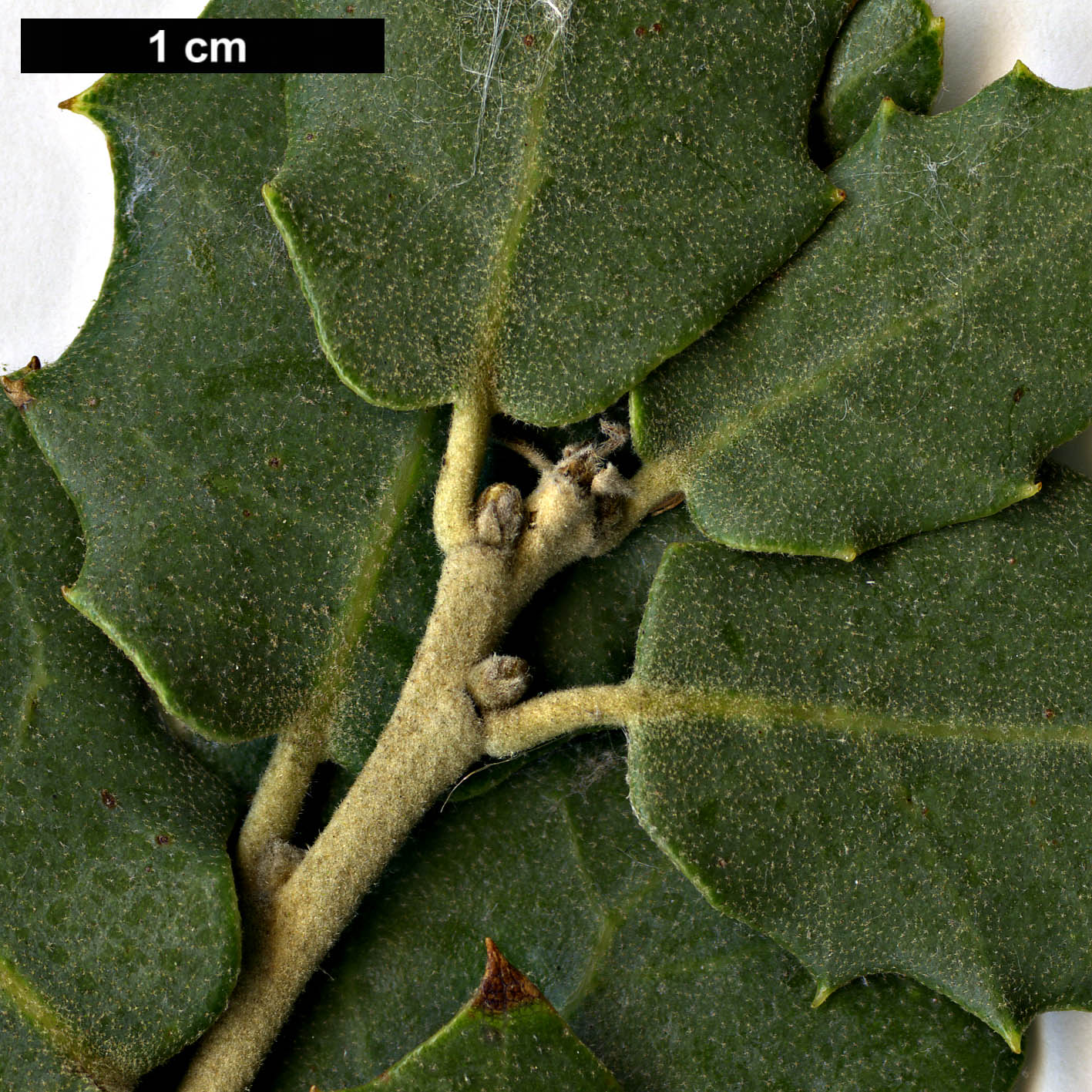 High resolution image: Family: Fagaceae - Genus: Quercus - Taxon: ×senneniana (Q.faginea × Q.rotundifolia)